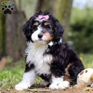 Rosie, Mini Bernedoodle Puppy